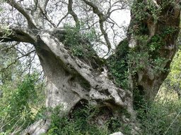 Via-Algarviana